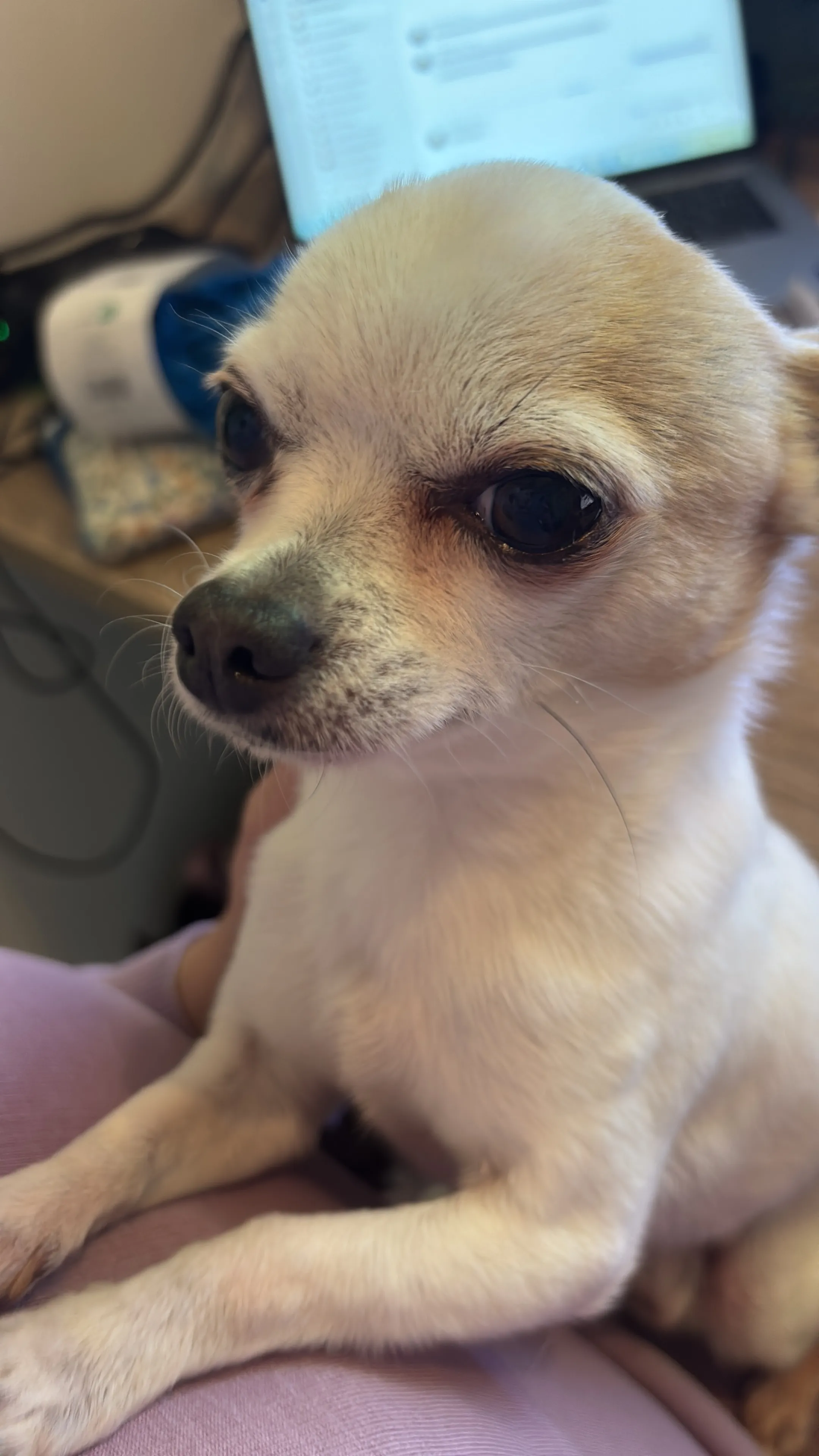 Beer, a chihuahua