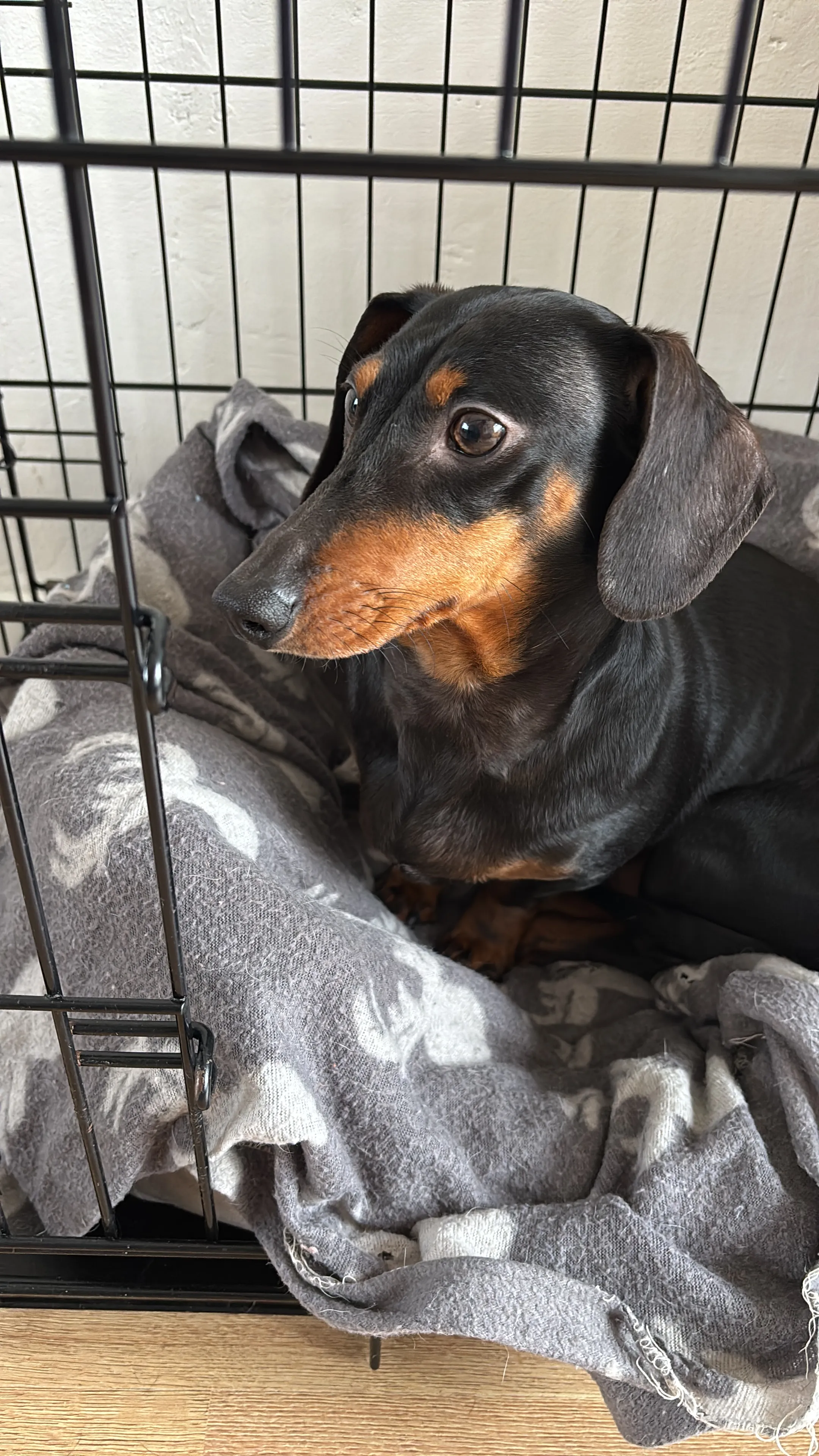 Rosie, a dachshund